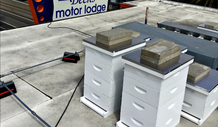 Honeymoon Sweet: Beck's Motor Lodge's Rooftop Bee Colony