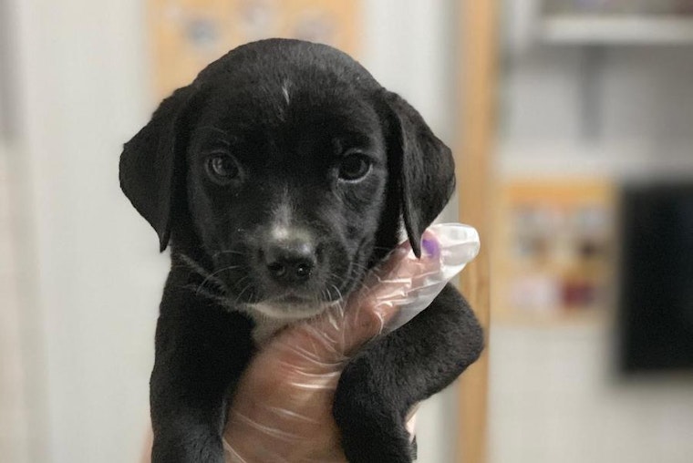 These St. Louis-based puppies are up for adoption and in need of a good home