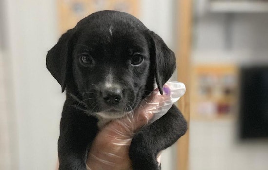 These St. Louis-based puppies are up for adoption and in need of a good home