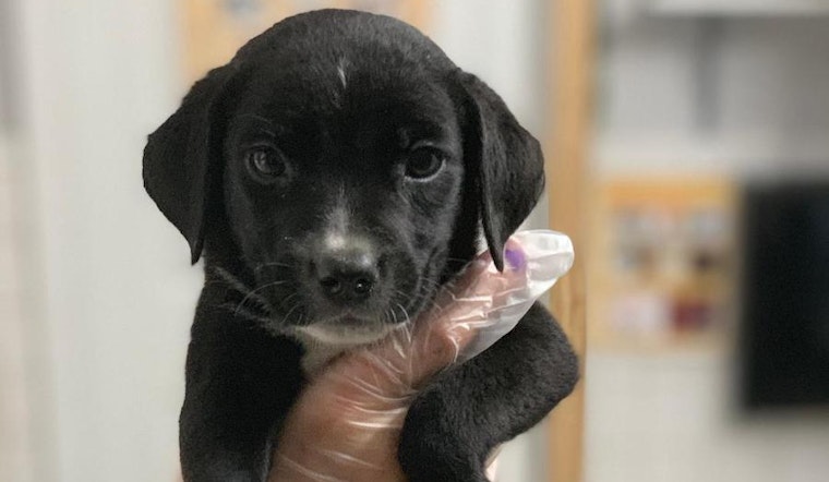These St. Louis-based puppies are up for adoption and in need of a good home