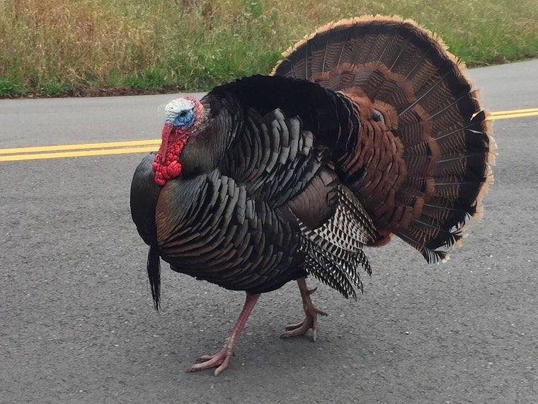 Oakland Weekend: Turkey Trot, Plaid Friday, Adult Prom, More