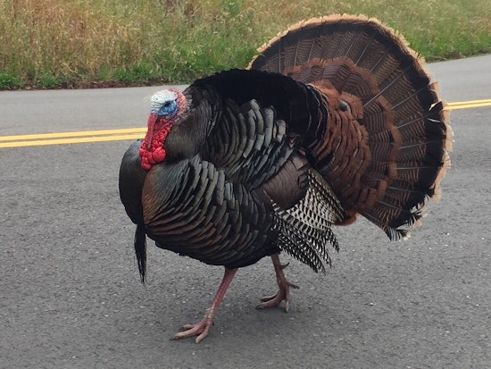 Oakland Weekend: Turkey Trot, Plaid Friday, Adult Prom, More