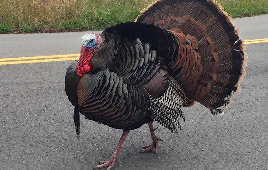 Oakland Weekend: Turkey Trot, Plaid Friday, Adult Prom, More