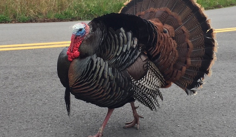Oakland Weekend: Turkey Trot, Plaid Friday, Adult Prom, More