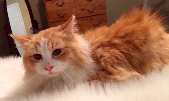 Always wanted a cat? Here are 3 cute-as-can-be kittens to adopt now in Arlington
