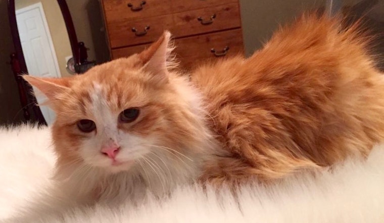 Always wanted a cat? Here are 3 cute-as-can-be kittens to adopt now in Arlington
