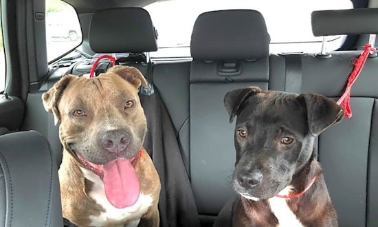 Want to adopt a pet? Here are 3 lovable pups to adopt now in Portland