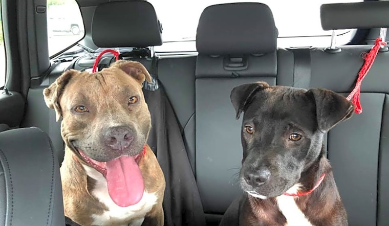 Want to adopt a pet? Here are 3 lovable pups to adopt now in Portland