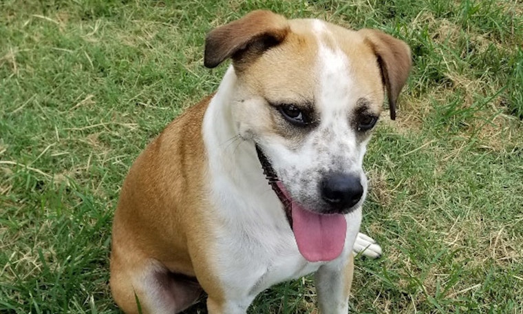 These darling Plano-based dogs are up for adoption and in need of loving homes