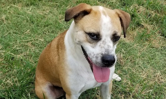 These darling Plano-based dogs are up for adoption and in need of loving homes