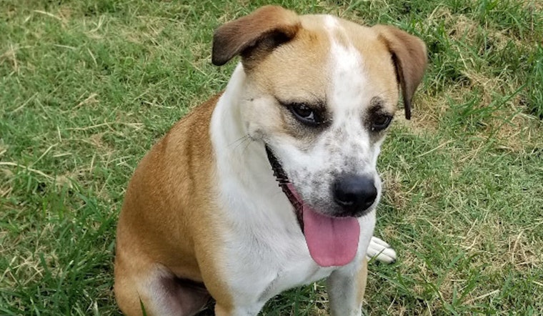 These darling Plano-based dogs are up for adoption and in need of loving homes