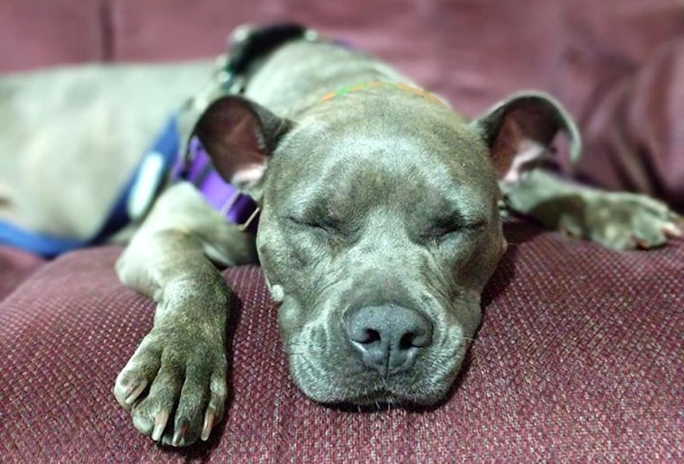 Want to adopt a pet? Here are 4 adorable pups to adopt now in Cleveland