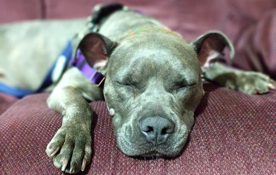 Want to adopt a pet? Here are 4 adorable pups to adopt now in Cleveland