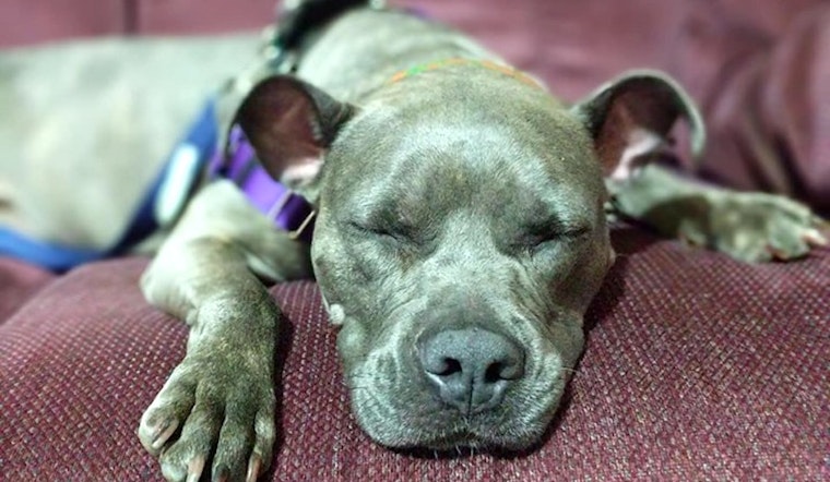 Want to adopt a pet? Here are 4 adorable pups to adopt now in Cleveland