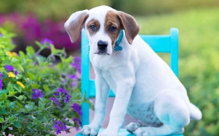 These Cincinnati-based puppies are up for adoption and in need of a good home