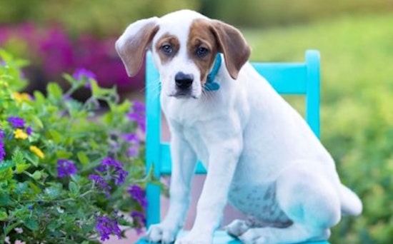These Cincinnati-based puppies are up for adoption and in need of a good home