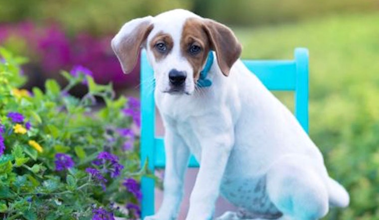 These Cincinnati-based puppies are up for adoption and in need of a good home