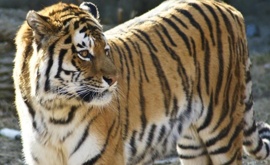 Top Chicago news: Zoo to remain free through 2050; 3 girls arrested after attack on disabled teen