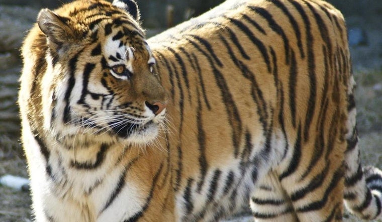 Top Chicago news: Zoo to remain free through 2050; 3 girls arrested after attack on disabled teen