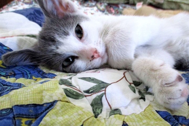 Looking for a kitty to take home? These Las Vegas-based kittens are up for adoption