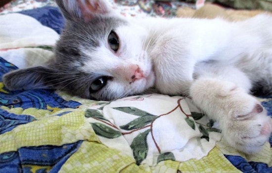 Looking for a kitty to take home? These Las Vegas-based kittens are up for adoption