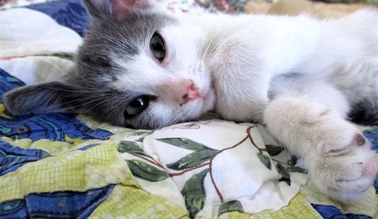 Looking for a kitty to take home? These Las Vegas-based kittens are up for adoption