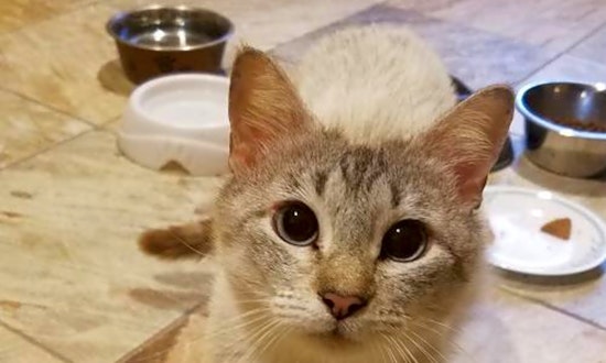 4 cool kitties to adopt now in Austin