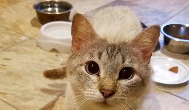 4 cool kitties to adopt now in Austin
