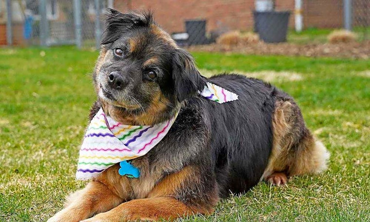 Here are 5 lovable dogs to adopt in Columbus