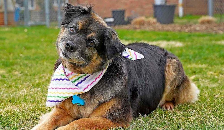 Here are 5 lovable dogs to adopt in Columbus