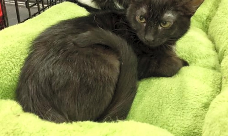 These Atlanta-based felines are up for adoption and in need of a good home