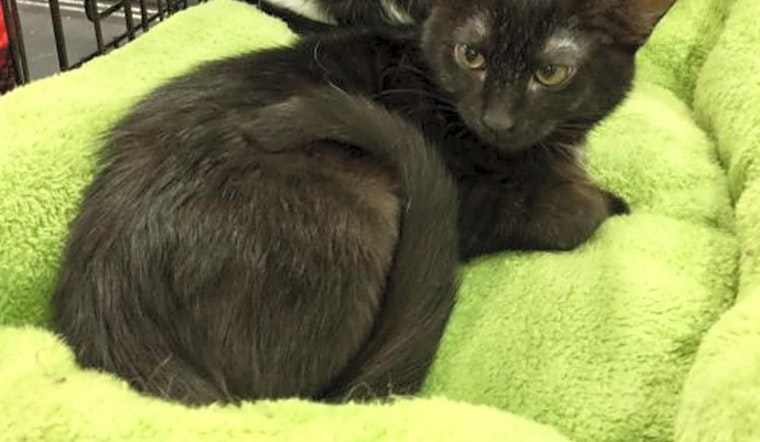 These Atlanta-based felines are up for adoption and in need of a good home