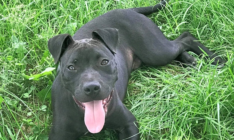 5 cuddly canines to adopt now in Lexington