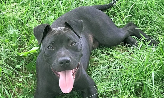 5 cuddly canines to adopt now in Lexington