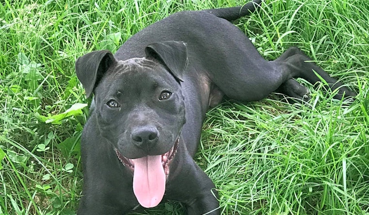5 cuddly canines to adopt now in Lexington