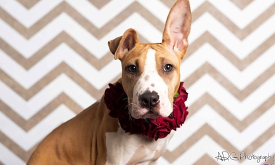 Want to adopt a pet? Here are 5 perfect pups to adopt now in Houston