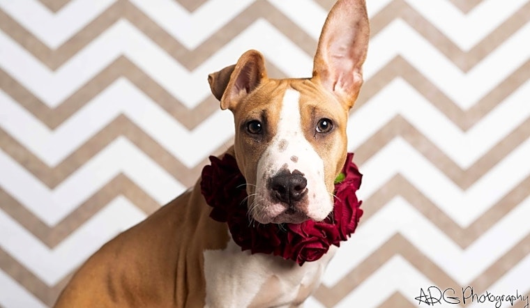 Want to adopt a pet? Here are 5 perfect pups to adopt now in Houston