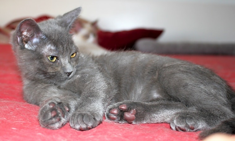 5 fluffy felines to adopt now in Phoenix