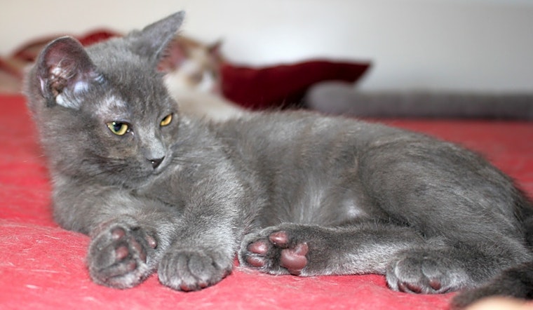 5 fluffy felines to adopt now in Phoenix