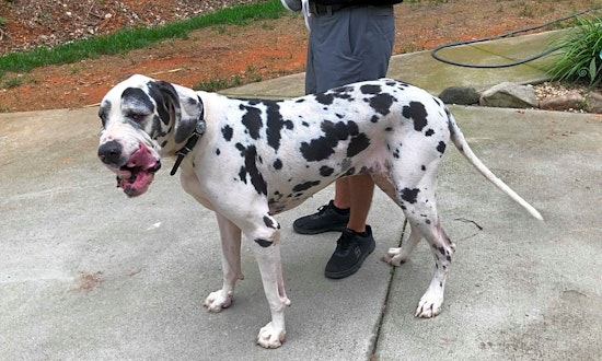 4 lovable pups to adopt now in Charlotte