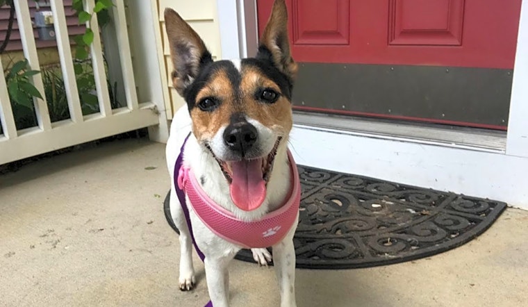 These Stockton-based doggies are up for adoption and in need of a good home