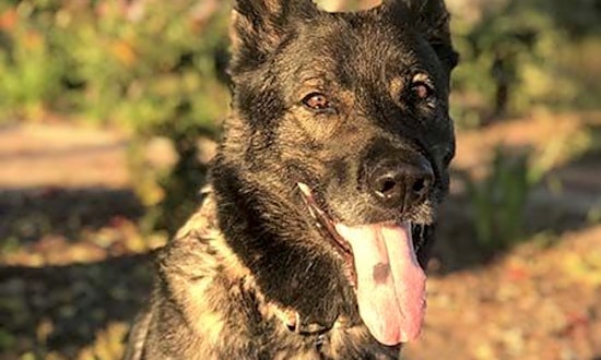 Want to adopt a pet? Here are 4 cuddly canines to adopt now in Irvine