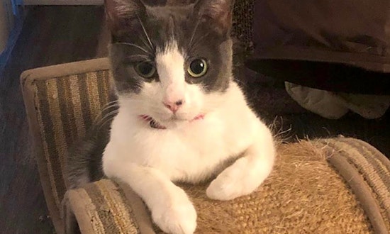 These Anaheim-based felines are up for adoption and in need of a good home