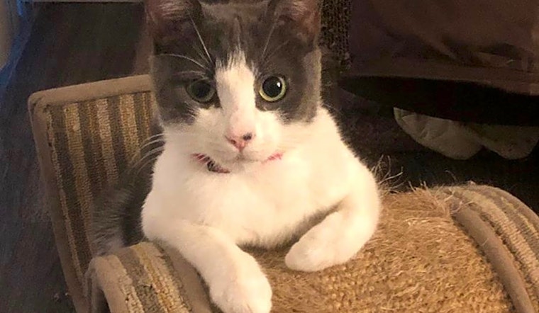These Anaheim-based felines are up for adoption and in need of a good home