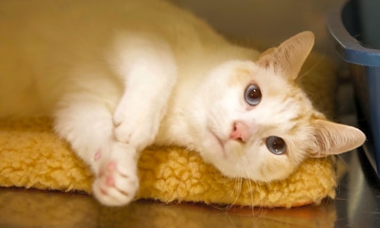 Want to adopt a pet? Here are 7 charming cats to adopt now in Portland