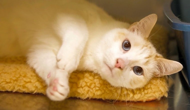 Want to adopt a pet? Here are 7 charming cats to adopt now in Portland