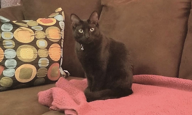These Mesa-based kitties are up for adoption and in need of a good home