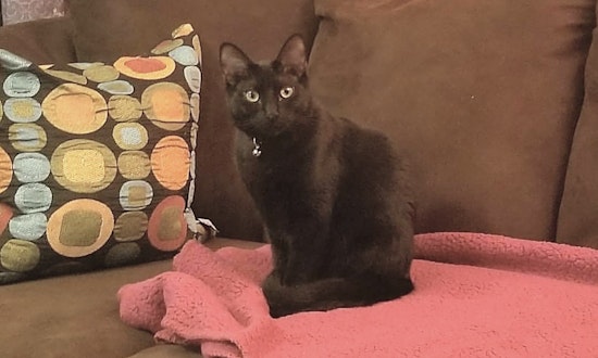 These Mesa-based kitties are up for adoption and in need of a good home
