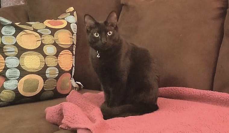 These Mesa-based kitties are up for adoption and in need of a good home