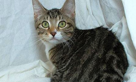These Sacramento-based felines are up for adoption and in need of a good home